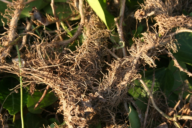 Mature dead Ivy roots